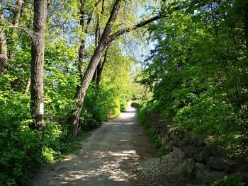 Footpath amidst trees in forest