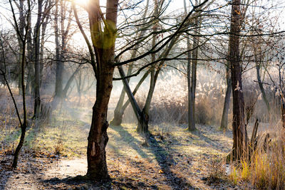 Trees in forest