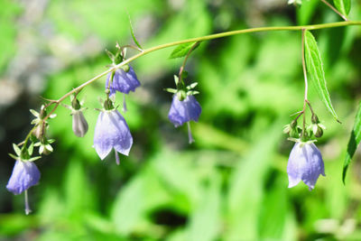 Close-up of purple flowering plant