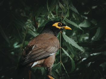 Close-up of bird perching on branch