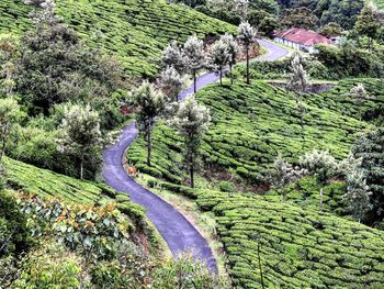 High angle view of trees on landscape