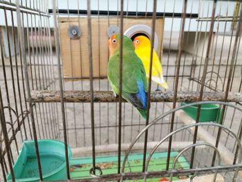 Close-up of parrot perching in cage