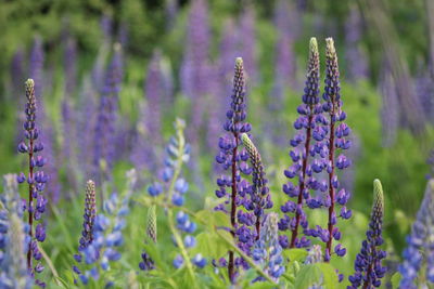 Close-up of purple flowers