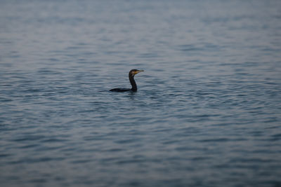 Cormorant swimming in lake