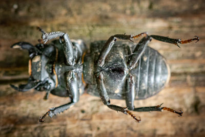 Close-up of insect on wood