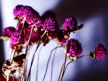 Close-up of purple flowers