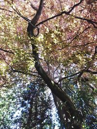 Low angle view of cherry tree in forest