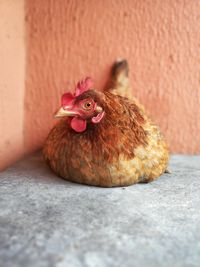 Close-up of rooster against wall