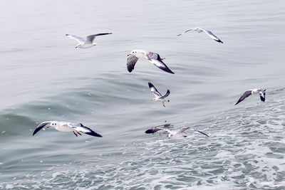 Flock of birds flying over water