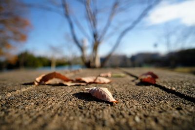 Close-up of fallen autumn leaf on tree