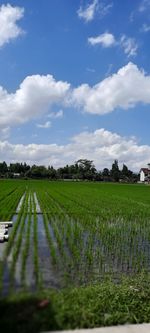 Scenic view of agricultural field against sky