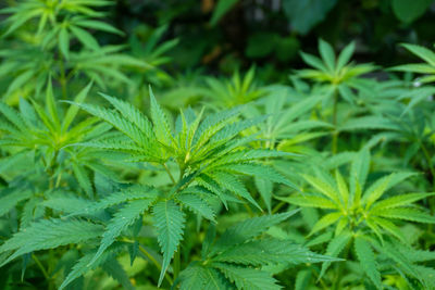 Full frame shot of fresh cannabis plant