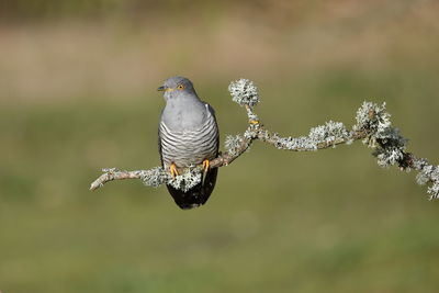 Close-up of bird perching on branch