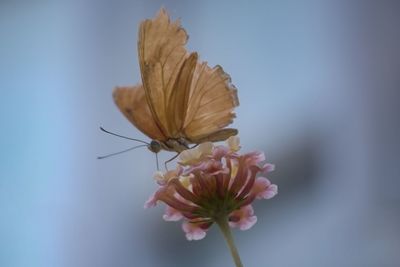 Close-up of butterfly on flower