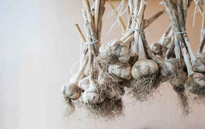 Dirty garlic in bundles hangs and dries