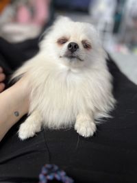 pet