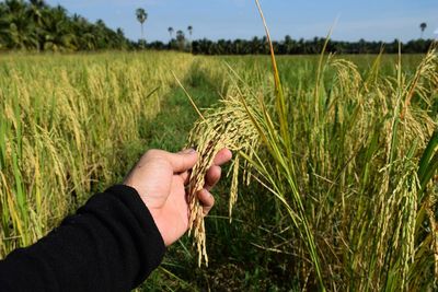 Midsection of person on wheat field against sky