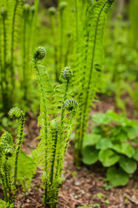 Close-up of caterpillar on a land
