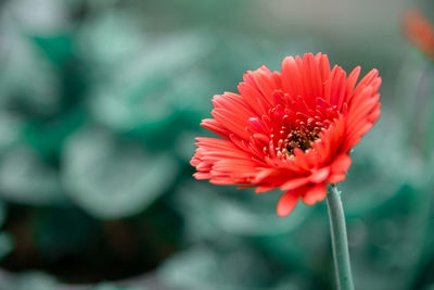 Close-up of red flower