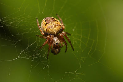 Close-up of spider