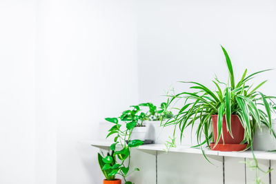 Potted plant against white wall