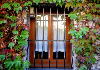 Close-up of ivy growing on house window