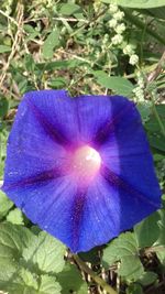 Close-up of purple blue flower