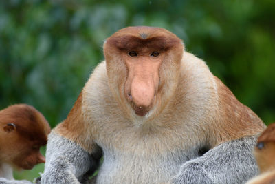 Close-up of monkeys