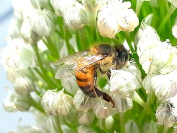 Close-up of bee pollinating on white flower