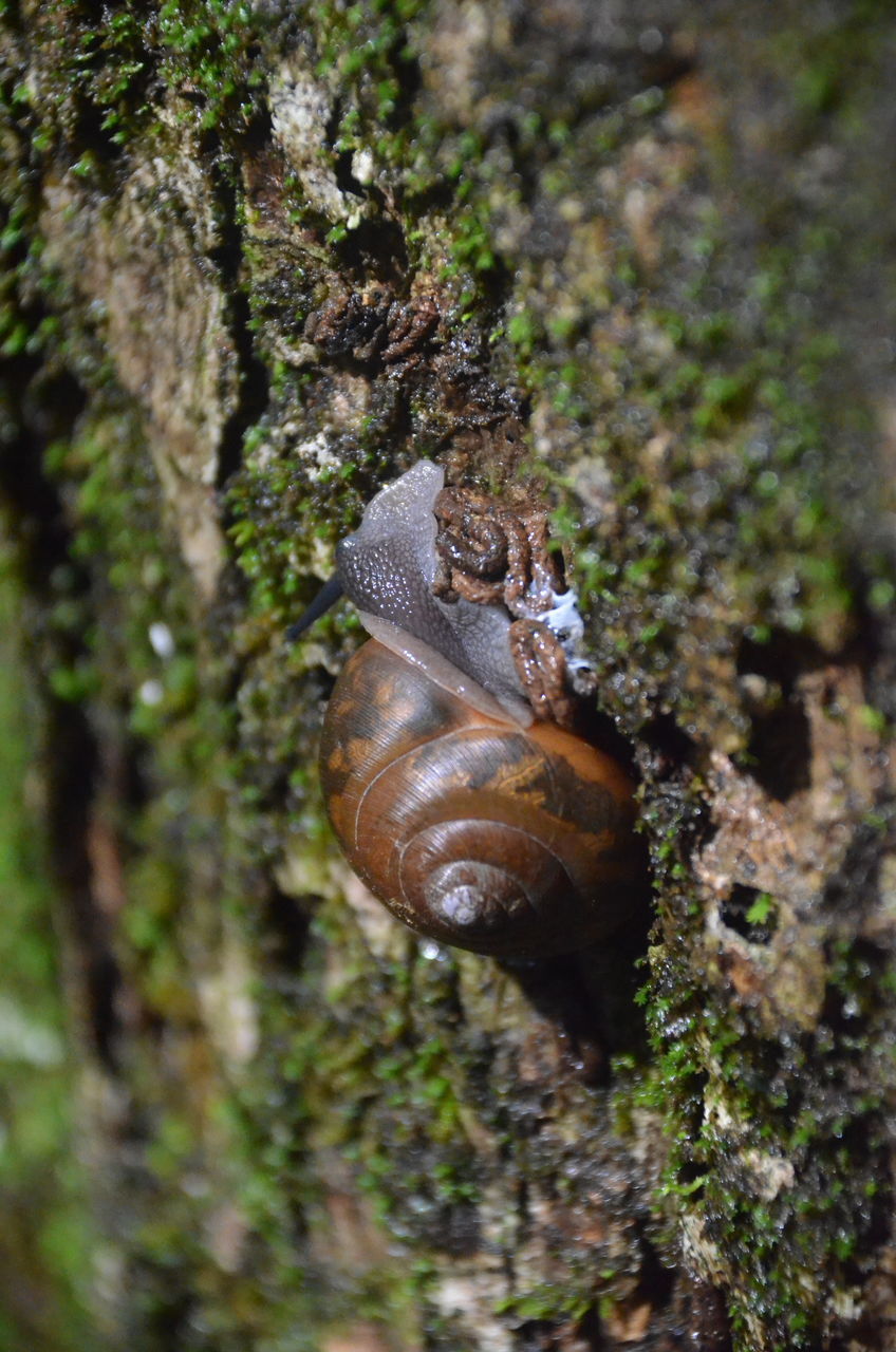 CLOSE-UP OF SNAIL IN TREE