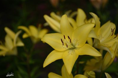 Close-up of yellow flowers blooming outdoors