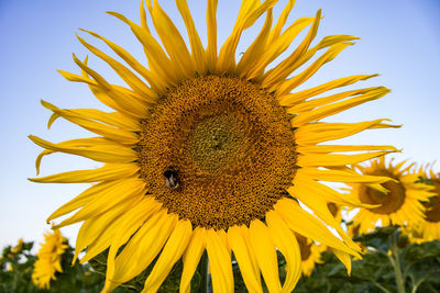 Close-up of bee on sunflower