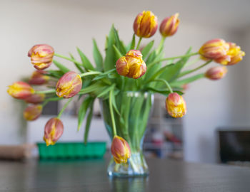 Close-up of pink flowers
