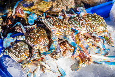 Fresh-caught seafood for sale at a street market