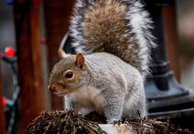 Close-up of squirrel