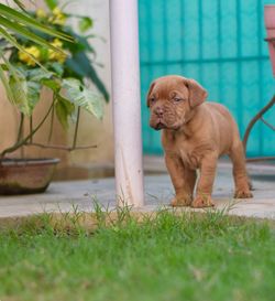 Dog sitting on grass