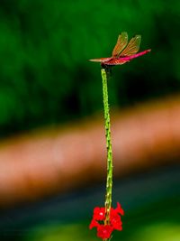 Close-up of insect on plant