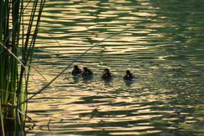 High angle view of ducks swimming in lake