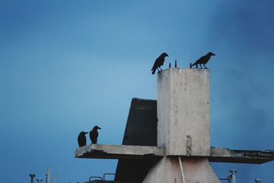 Low angle view of birds perching on wooden post against sky