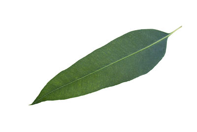 Close-up of leaf against white background