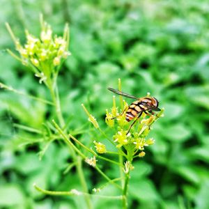 Close-up of butterfly pollinating flower