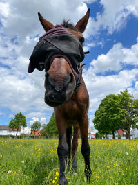 Horse standing on field