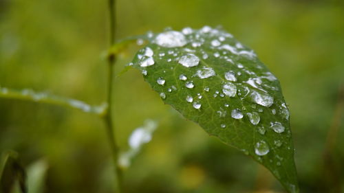 Close-up of raindrops on leaves