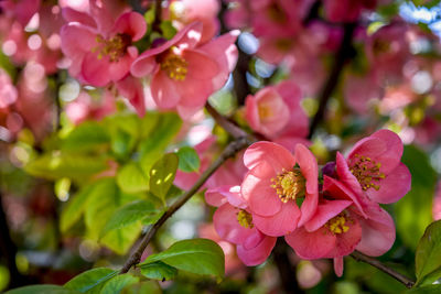 Close-up of pink flowering plant