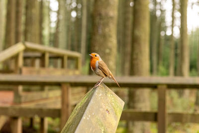 Close-up of bird perching on metal in forest