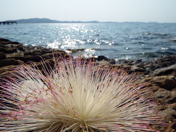 Close-up of water on beach