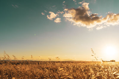 Scenic view of field against sky during sunset