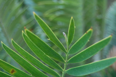 Close-up of fresh green plant