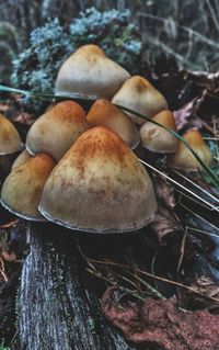 Close-up of mushrooms on wood