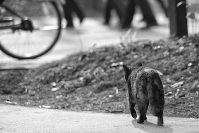 Dog on dirt road